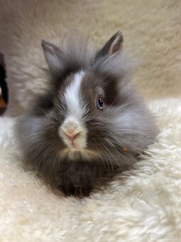 Prodám králíčky - 2