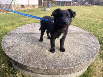 Kříženec border kolie - 2