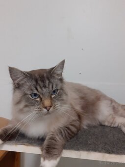 Kocour Ragdoll ke krytí - 2