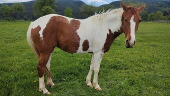 Paint horse kobyla - 2