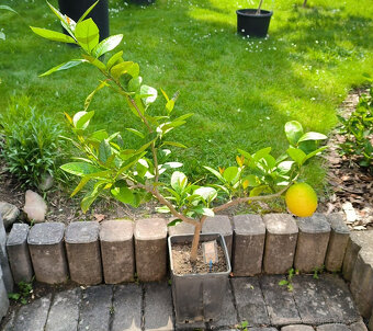 Prodám citroník LISBON - Citrus Limon 9e - 2