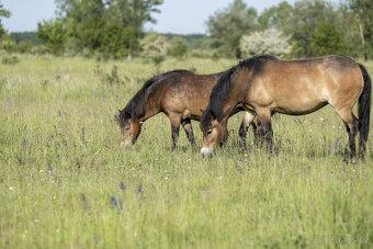 Hledáme louku pole pastviny - 2
