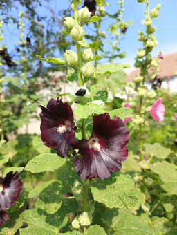 semena TOPOLOVKY - 3 barvy - 2