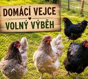 Domácí vajíčka - 2