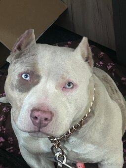 American bully pocket ABKC fenka na prodej - 2