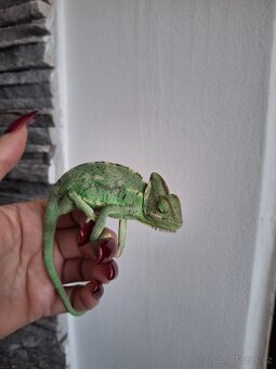 Chameleon jemenský - 2