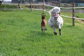 NĚŽNÁ minihorse klisna - 2