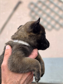 Prodám štěněta Belgický ovčák Malinois s PP - 2