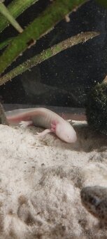Axolotl Mexický - 2