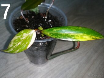 Philodendron Strawberry Shake - Malá rostlinka - 2