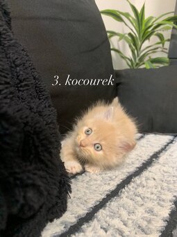 Mainská mývalí x Domácí kočka - 2