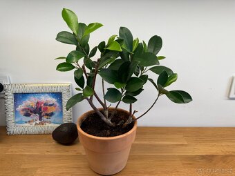 Ficus (bonsaj) - 3 kusy - 2