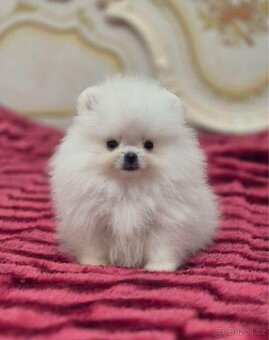 Pomeranian mini - 2