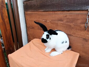 Německý Obrovitý Strakáč č 2 - 2