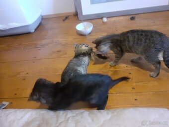 Venkovskà koťata - 2