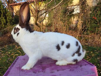 Německý obrovitý strakáč havanovitý - 2