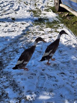 Indický běžec - 2