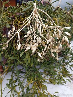 Jmelí zlaté prodam - 2