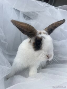 🐰 Rozkošní zakrslí beránci – holky & kluci, 9 týdnů 🐰 - 2