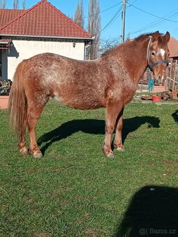 Sportovy pony kobylu - 2