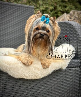 Jorkšírský teriér teriér s PP FCI, kluk - 2