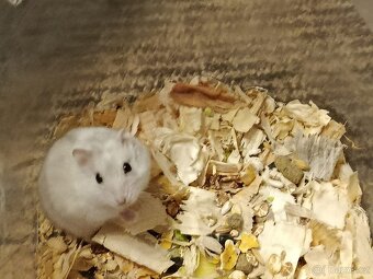 Křečík džungarský - 2