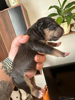 Miniaturní bulteriér - 2