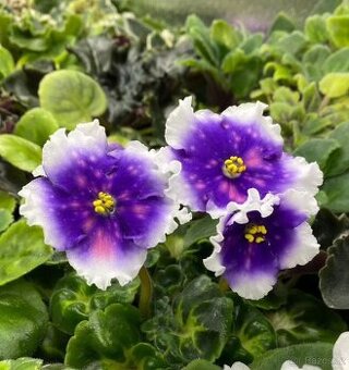 Africké fialky - 2