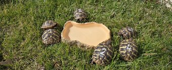 ŽELVA ZELENAVÁ - 2