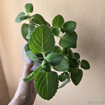 Rýmovník, dvě sadičky v kelímku - 2