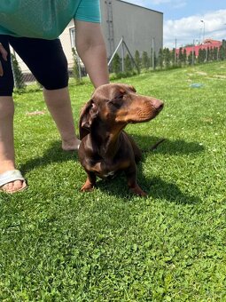 Jezevčík Krytí - 2