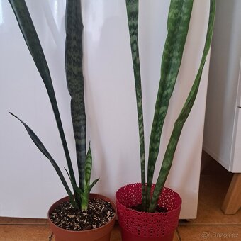 Tchýnin jazyk Sansevieria - 2