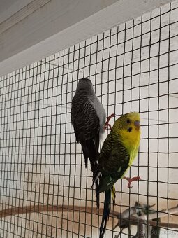 Andulky blackwing - 2