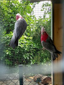 Kakadu růžový samec rok 23 - 2