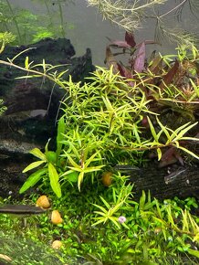 Akvarijní Rostliny prostříh mix - 150kč/pytlík - 2