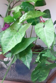 Syngonium 3 - 2