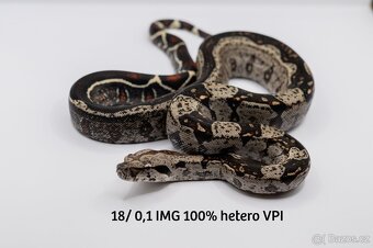 Hroznýš královský IMG het VPI - 2
