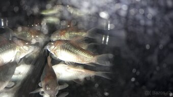 Pancéřníček Venezuelský - Corydoras Venezuelanus Orange - 2