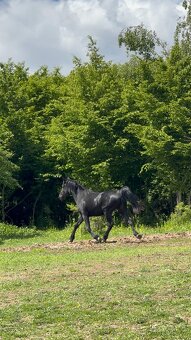 Černá 2. Leta kobylka - 2