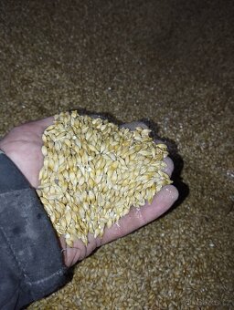 Prodám Bio ječmen - 2