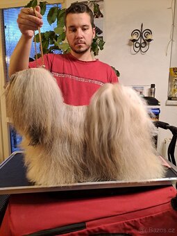 Lhasa Apso Štěňata s PP - FCI 2025/26 - 2