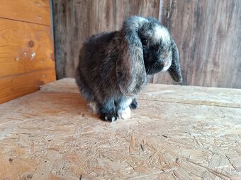 Minilop sameček k odběru - 2