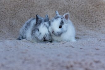 Zakrslý králík s rodokmenem - 2