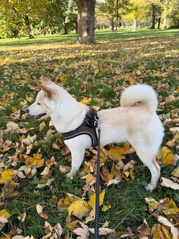 Shiba Inu – 5měsíční štěně hledá milující domov ❤️ - 2