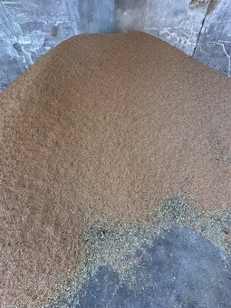 Pšenice ozimá na prodej-sklizeň 2025-PLATNÉ DO SMAZÁNÍ - 2