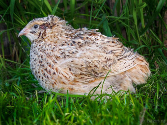 Italský Gigant křepelka - Vejce do líhně - 2