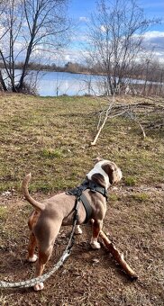 American Bully pocket krytí - 2