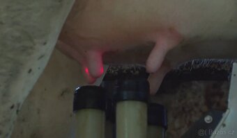 dojicí technika na krávy - 2