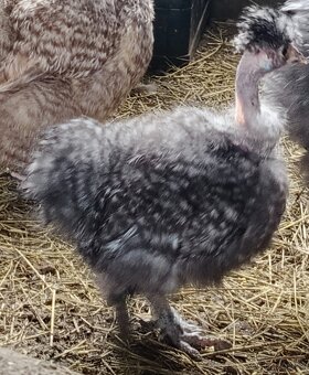 Slepička krahujci usa - 2