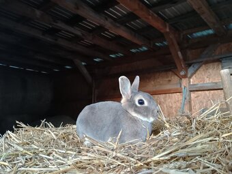 Zakrslý rex divoce modrý samička mazlíček - 2